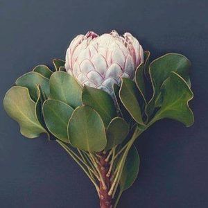 Meet your Posher, Carina